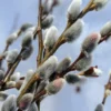 Pink Pussy Willow Cuttings Pack - 3 Unrooted Starts 8-10 Inch - Spring Planting
