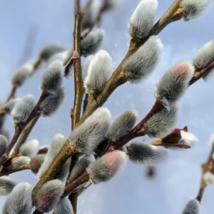 Pink Pussy Willow Cuttings Pack - 3 Unrooted Starts 8-10 Inch - Spring Planting