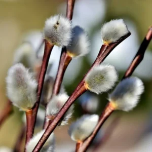 Pink Pussy Willow Cuttings Pack - 5 Stems, 8-10 Inch, Ornamental Shrub