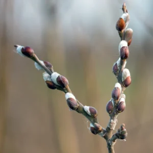 Pussy Willow Cuttings - Pack of 10 - 8-10 Inch - Willow Branches for Planting