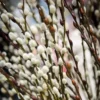 Pussy Willow Cuttings Pack - 20 Fresh Willow Branches 8-10 inch for Planting