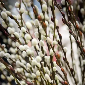 Pussy Willow Cuttings Pack - 20 Fresh Willow Branches 8-10 inch for Planting