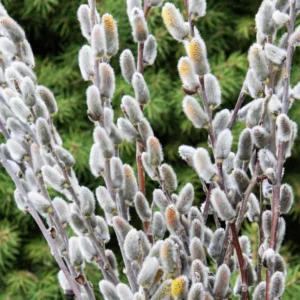 Pussy Willow Cuttings Pack - 20 Fresh Willow Branches 8-10 inch for Planting