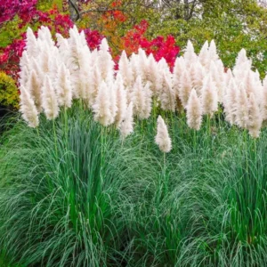 Pampas Grass White Live Clumps - 2 Rooted Plants, 3-6 Inch Size