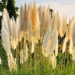 Pampas Grass White Live Clumps - 2 Rooted Plants, 3-6 Inch Size