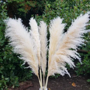 Pampas Grass White Live Clumps - 2 Rooted Plants, 3-6 Inch Size