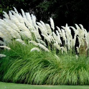 Pampas Grass White Live Clumps - 2 Rooted Plants, 3-6 Inch Size