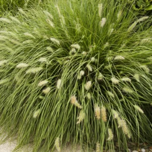 Dwarf Fountain Grass Hameln - 2 Clumps - Ornamental Grass - 4-8 Inch