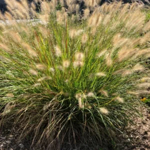 Dwarf Fountain Grass Hameln - 2 Clumps - Ornamental Grass - 4-8 Inch