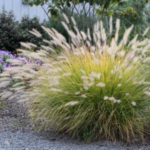 Dwarf Fountain Grass Hameln - 2 Clumps - Ornamental Grass - 4-8 Inch