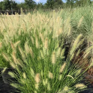 Dwarf Fountain Grass Hameln - 2 Clumps - Ornamental Grass - 4-8 Inch