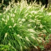 Dwarf Fountain Grass Hameln - 2 Clumps - Ornamental Grass - 4-8 Inch