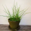 Twister Corkscrew Rush Grass, Ornamental Accent Plant, 3-6 Inch