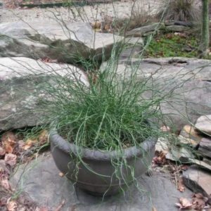Twister Corkscrew Rush Grass, Ornamental Accent Plant, 3-6 Inch