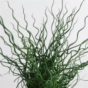 Twister Corkscrew Rush Grass, Ornamental Accent Plant, 3-6 Inch