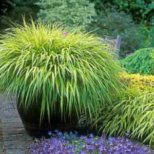 Japanese Forest Grass Plants Pack - 4-6 Inch Ornamental Grass