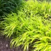 Japanese Forest Grass Plants Pack - 4-6 Inch Ornamental Grass