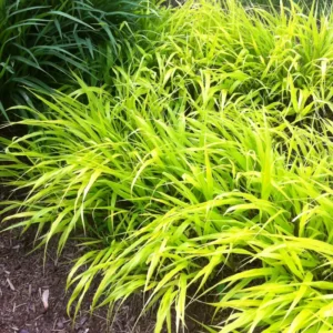 Japanese Forest Grass Plants Pack - 4-6 Inch Ornamental Grass