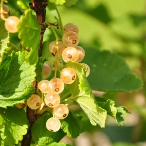 White Cherry Currant Plant - 6-10 inch Size