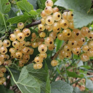 White Cherry Currant Plant - 6-10 inch Size