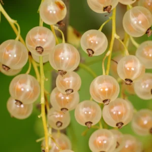 White Cherry Currant Plant - 6-10 inch Size