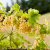 White Cherry Currant Plant - 6-10 inch Size