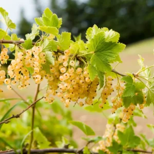 White Cherry Currant Plant - 6-10 inch Size
