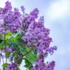 Old Fashion Lilac Bush - 9-14 Inch Potted Plant - Fragrant Blooms