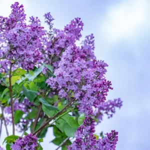 Old Fashion Lilac Bush - 9-14 Inch Potted Plant - Fragrant Blooms