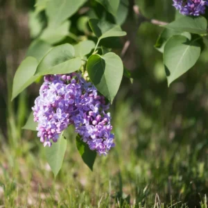 Old Fashion Lilac Bush - 9-14 Inch Potted Plant - Fragrant Blooms