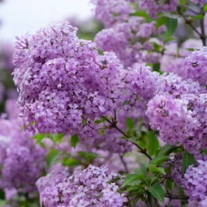 Old Fashion Lilac Bush - 9-14 Inch Potted Plant - Fragrant Blooms