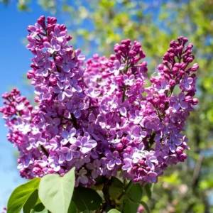 Old Fashion Lilac Bush - 9-14 Inch Potted Plant - Fragrant Blooms