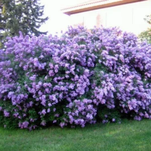 Old Fashion Lilac Bush - Fragrant Shrub - 14-20 Inch - Purple Blooms