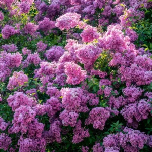Old Fashion Lilac Bush - Fragrant Shrub - 14-20 Inch - Purple Blooms