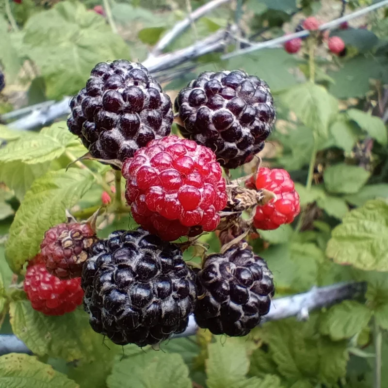 Jewel Black Raspberry Plant 4-7 Inch Live Plant