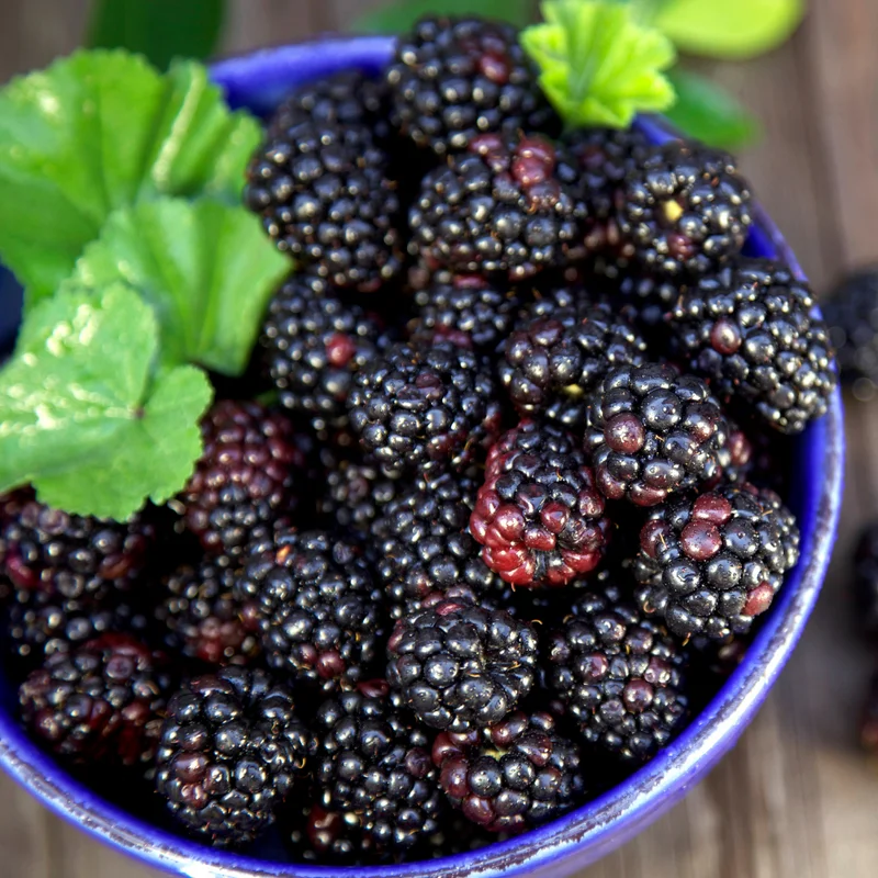 Jewel Black Raspberry Plant 4-7 Inch Live Plant