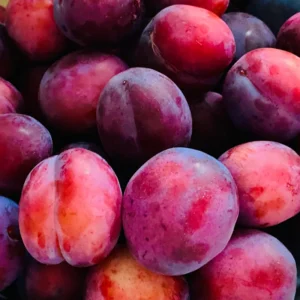 American Plum Tree - 4-7 Inch - Fruit Tree Sapling