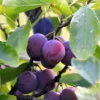 American Plum Tree - 4-7 Inch - Fruit Tree Sapling