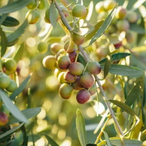 Arbequina Olive Tree 4-6'' Tall - Fruit Tree Sapling