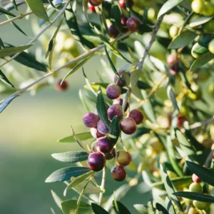 Arbequina Olive Tree 4-6'' Tall - Fruit Tree Sapling
