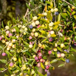 Arbequina Olive Tree 4-6'' Tall - Fruit Tree Sapling