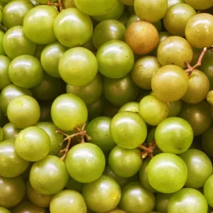 Muscadine Grape Tree - 4-6 Inch Tall - Easy to Grow Fruit Vine