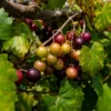 Muscadine Grape Tree - 4-6 Inch Tall - Easy to Grow Fruit Vine