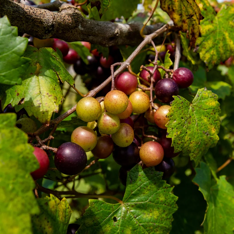 Muscadine Grape Tree - 4-6 Inch Tall - Easy to Grow Fruit Vine
