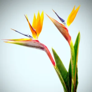 Strelitzia Reginae Bird of Paradise Plant - 5-7'' Tall Tropical Flower