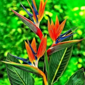 Strelitzia Reginae Bird of Paradise Plant - 5-7'' Tall Tropical Flower
