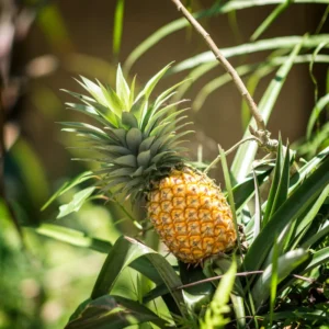Sweet Pineapple Plant - 4-6 Inch Tropical Fruit Plant