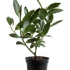 Laurus Nobilis Bay Leaf Tree 4-6'' Bay Laurel Culinary Herb