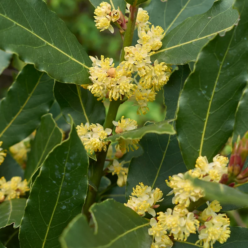 Laurus Nobilis Bay Leaf Tree 4-6'' Bay Laurel Culinary Herb