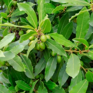Laurus Nobilis Bay Leaf Tree 4-6'' Bay Laurel Culinary Herb